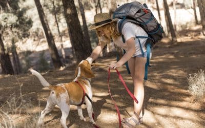 Elegant Concierge Services Shares Destinations To Take Your Dog
