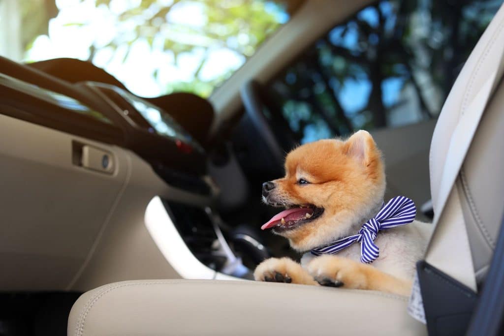 Elegant Concierge Services Shares Destinations To Take Your Dog (4)